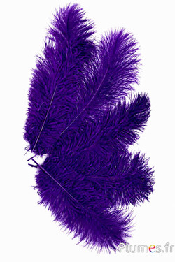 Strauss - 30-40 cm - aubergine